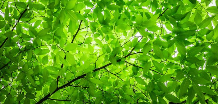 Falling Limbs Caused by an Insect