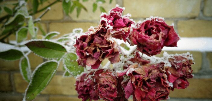 Gift giving to the gardener