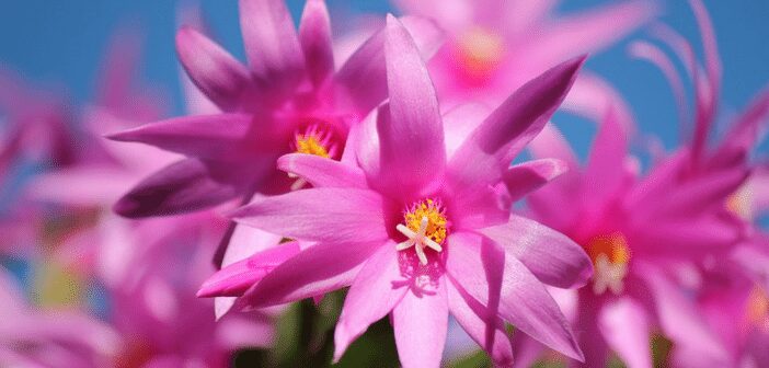 Christmas Cactus