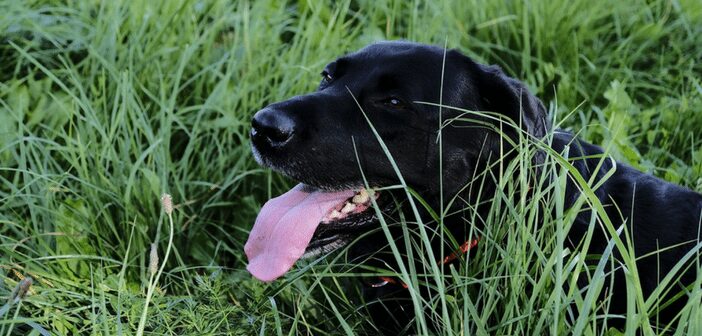 Bad Breath in Pets Could Be a Sign of Poor Health