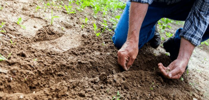 Building Your Soil