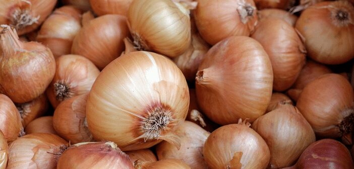 Planting Onions in the Garden