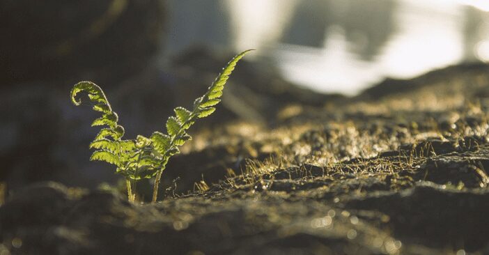 Soggy Soils Hinder Many Plants
