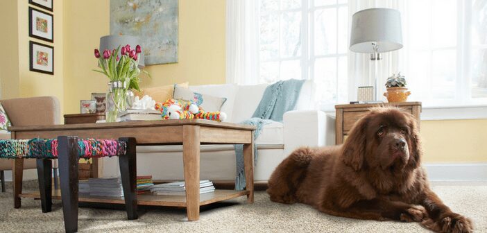 Pet Owners: Tips to Maintain a Beautiful Home