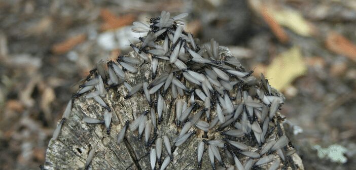 Termite Swarms Sighted