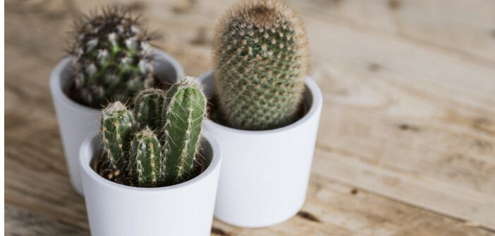 Inspiration and Ideas for Summer Gardening and Home Improvement