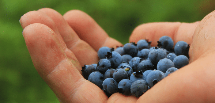 Blueberry Themed Programs at the Public Library