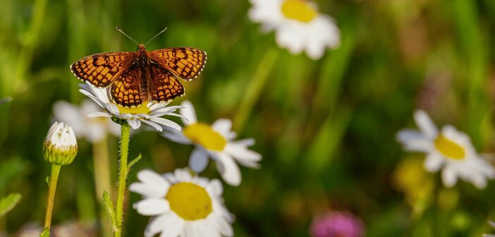 Wildlife on the Move: The Unhuggables at the Public Library