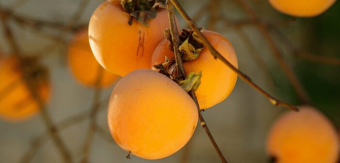 Persimmons
