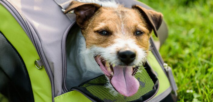 Traveling With Pets? What to Know