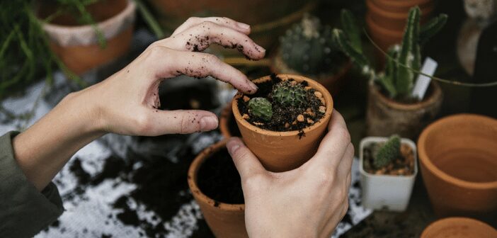 In the Garden: Easy Trellis at the Library