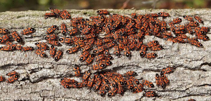 Chinch bugs Chinch bugs