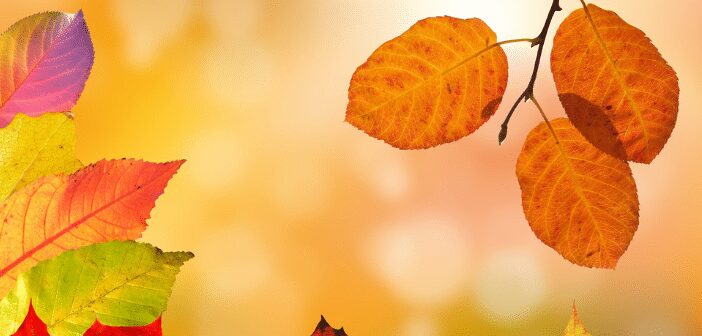 Texas Forestry Museum’s Fall Festival & Halloween Scavenger Hunt