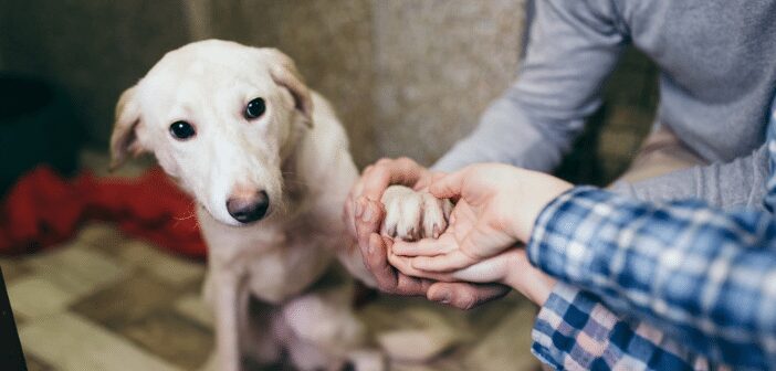 Special Needs Pets: Can I Adopt a Heartworm-Positive Dog?