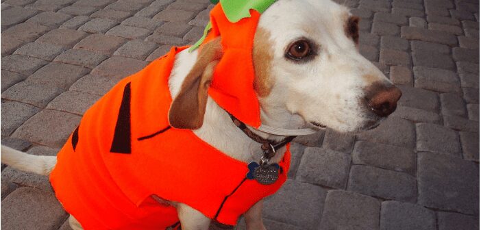 Celebrating Halloween Safely With Dogs Celebrating Halloween Safely With Dogs