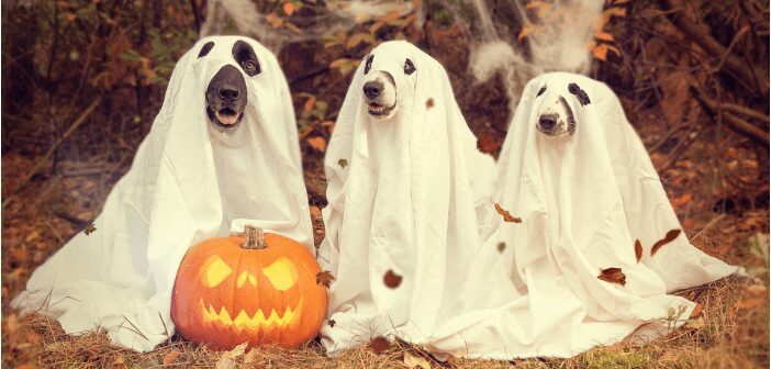 Celebrating Halloween Safely With Dogs