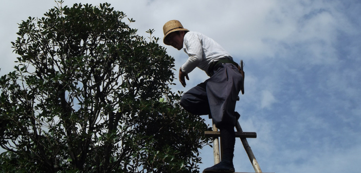 Pruning Trees and Shrubs