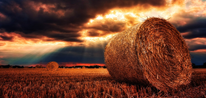 Late Season Hay Harvest