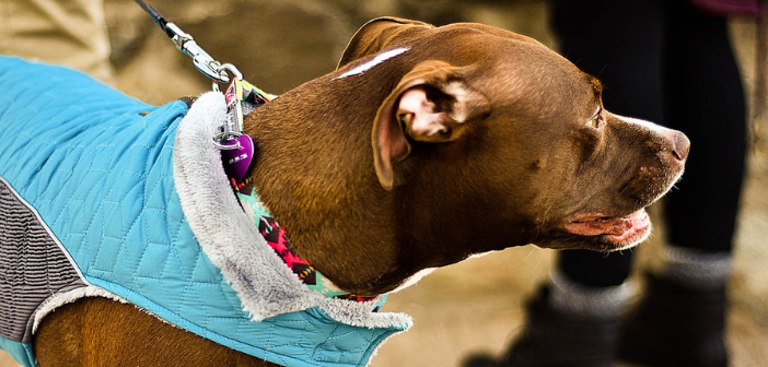 How to Keep Dogs Safe During Cold Weather Walks