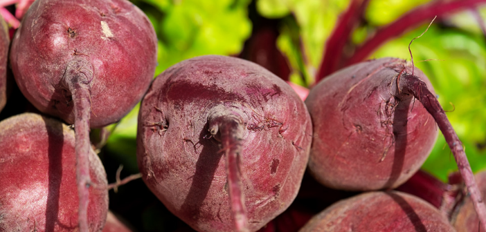 Grazing Demonstration with Turnips