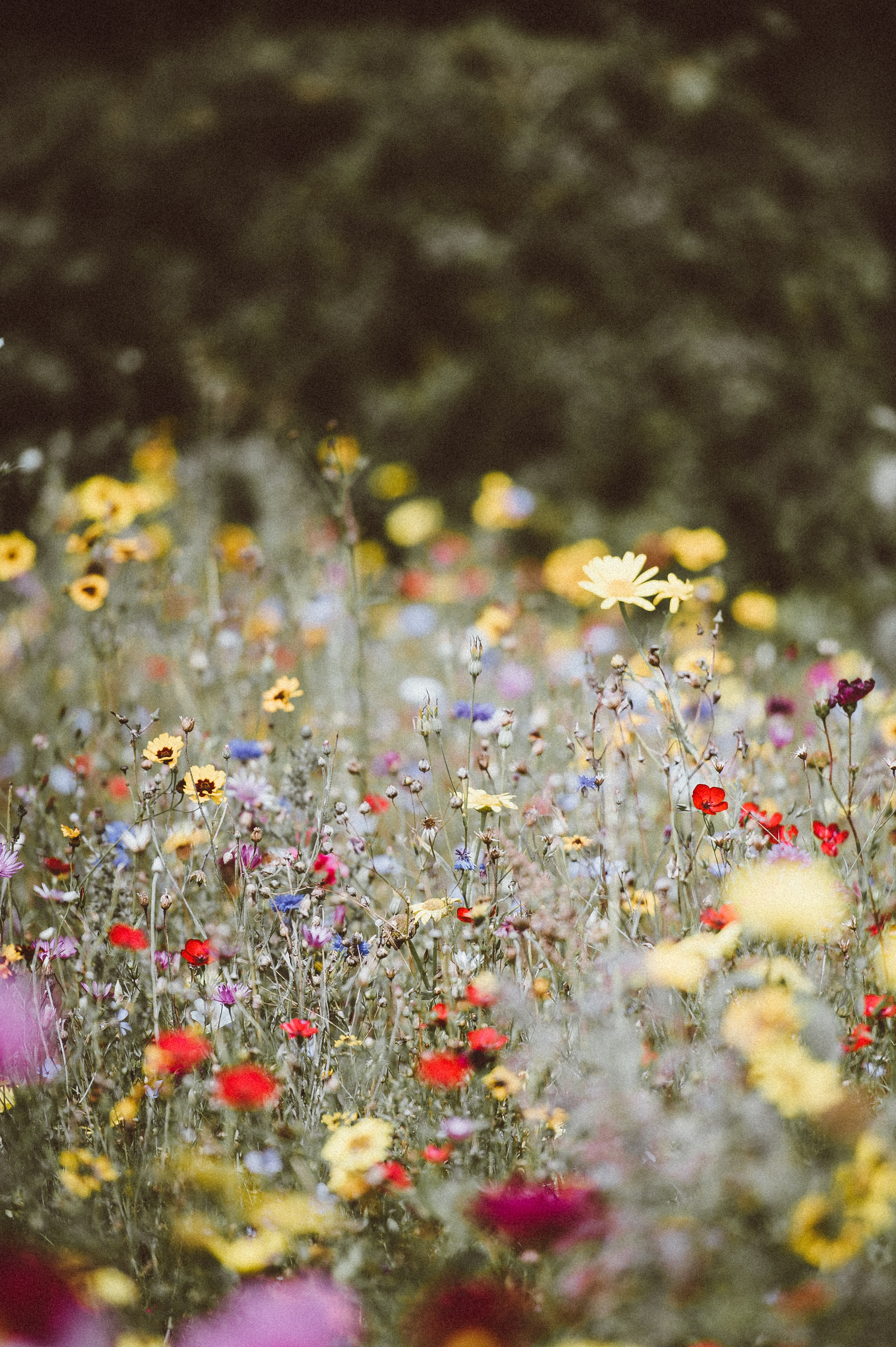 Beautiful wildflower or weed? Beautiful wildflower or weed?
