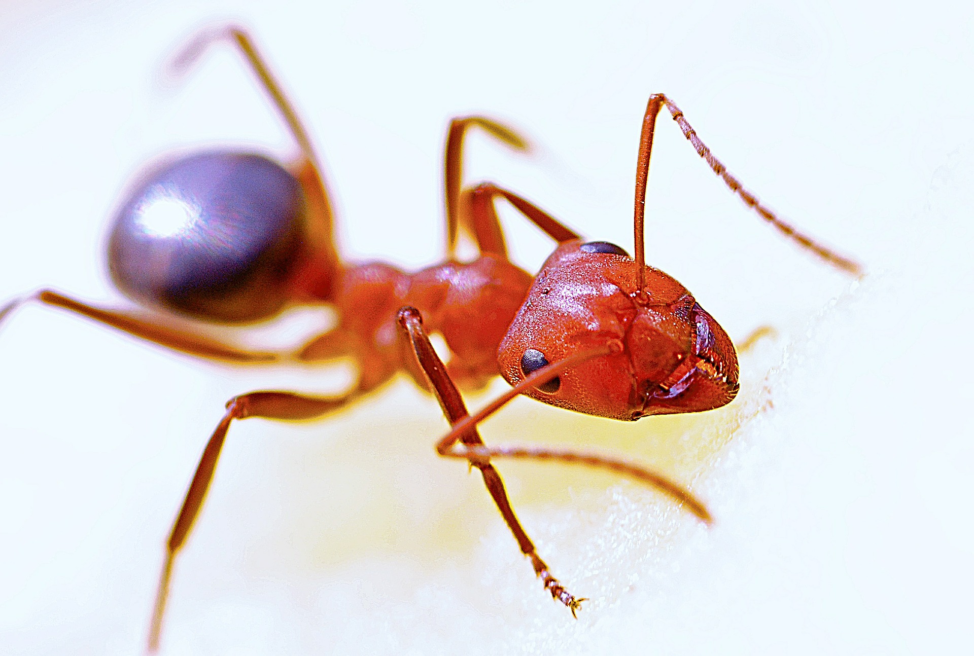 Tackle Fire Ants in the Fall