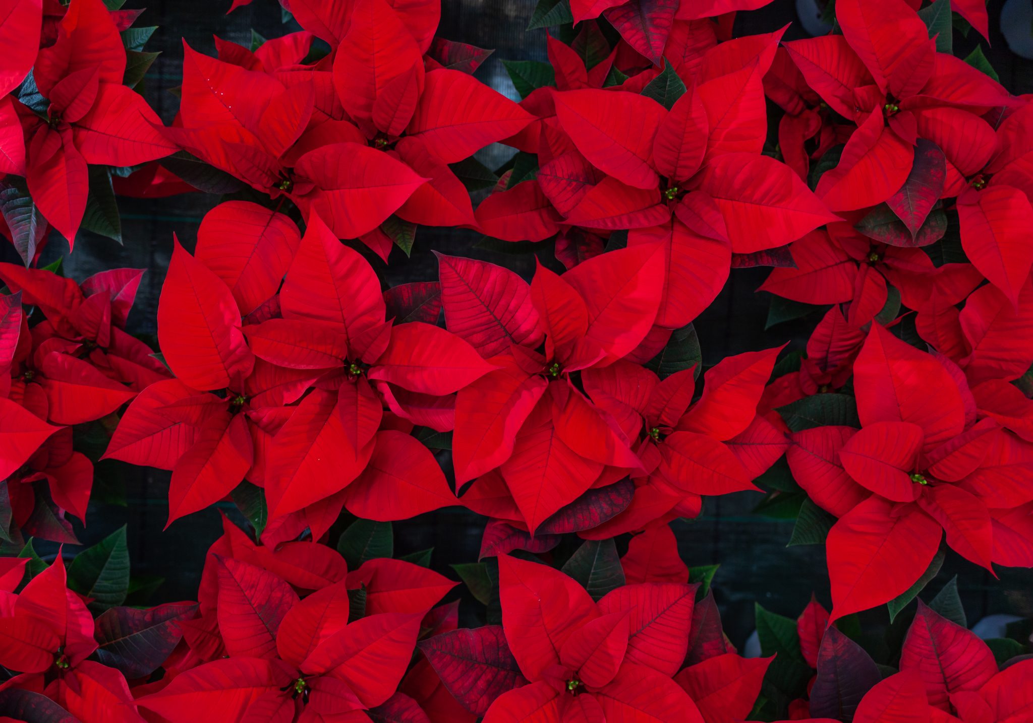 Poinsettias