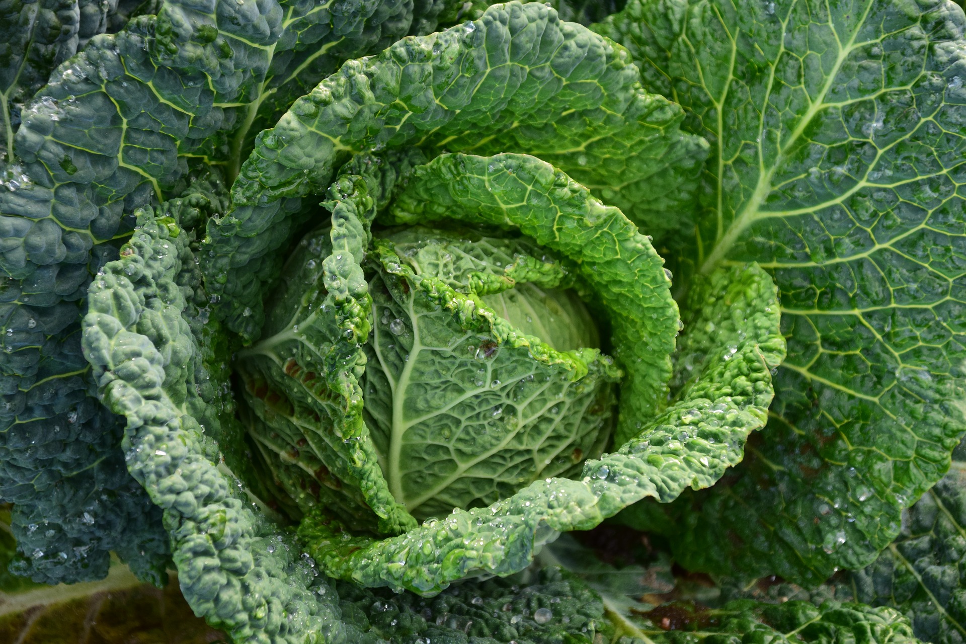 Cabbage- A Good Option for Our Gardens