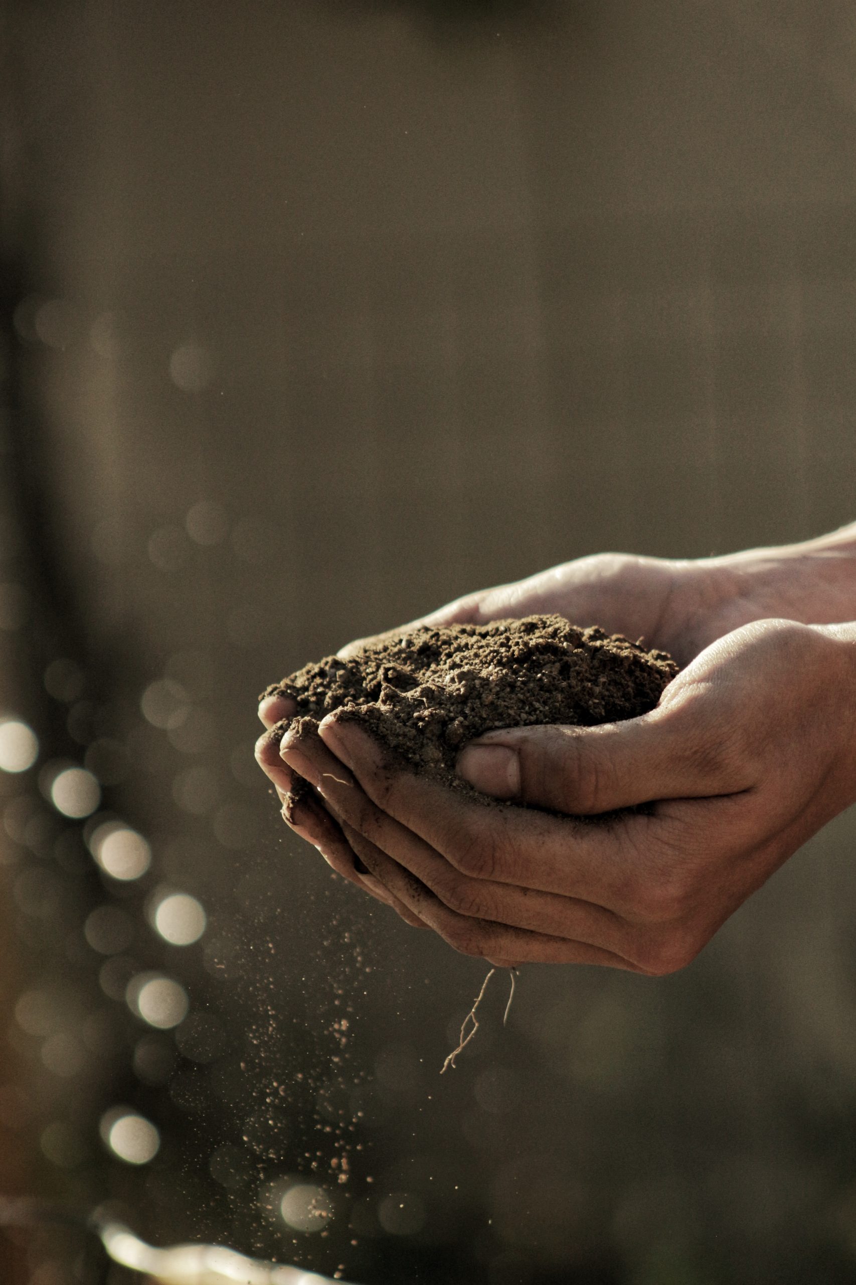 Managing Your Garden’s Soil