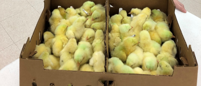 Morgan Chaviers raising broilers and competing at the Angelina County Fair