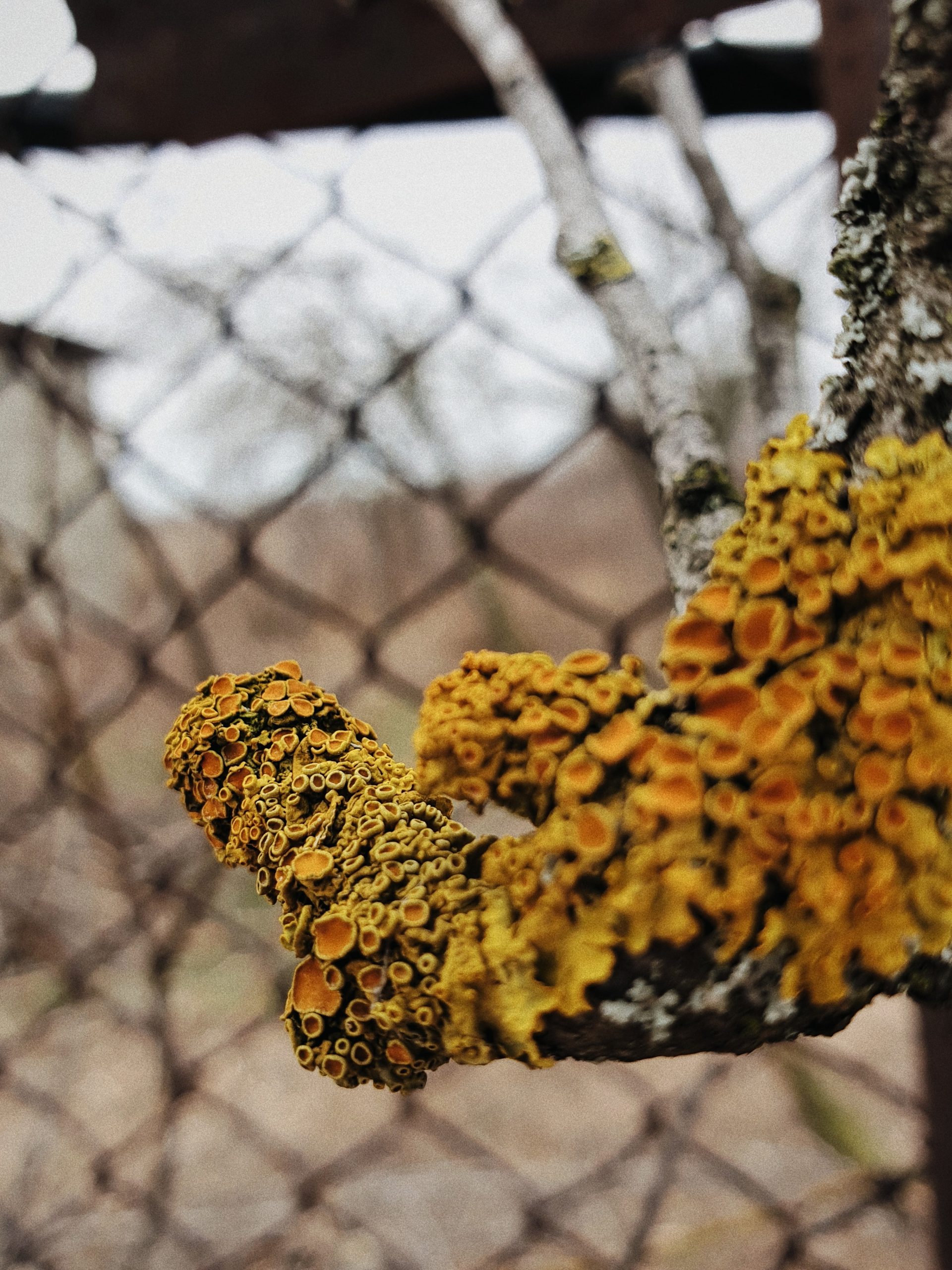 Lichens On Trees