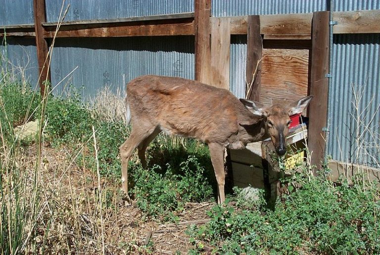 Texas CWD Testing Shows Scale of Effort to Contain Deadly Deer Disease
