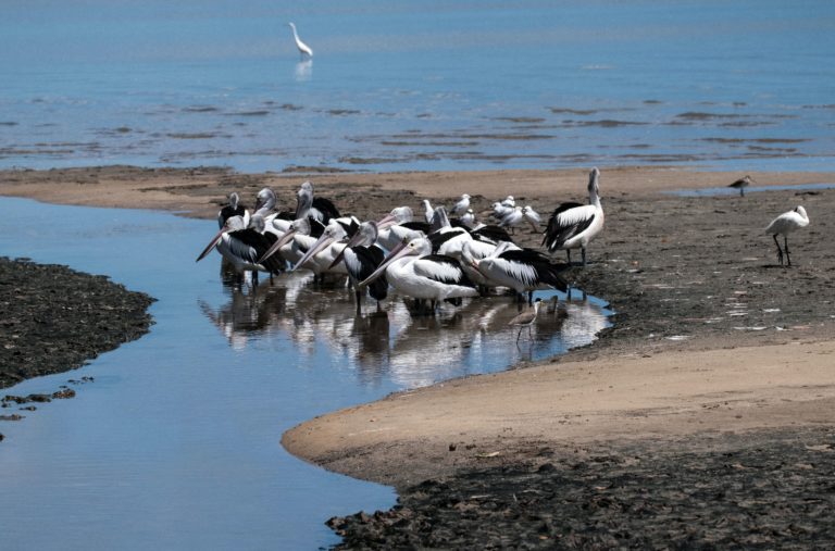 Boaters, Anglers Encouraged to Stay Clear of Coastal Waterbird Rookeries