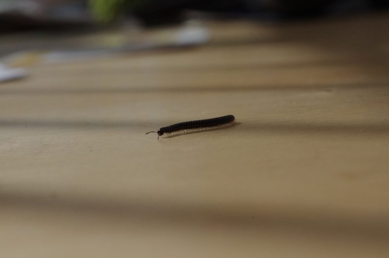 Millipede numbers appear up this year