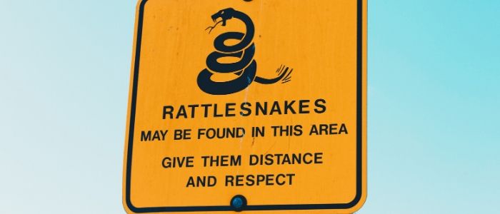 Watch Out! Snakes are trying to Stay Cool Too