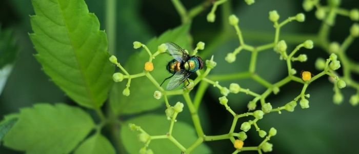 Integrated Pest Management