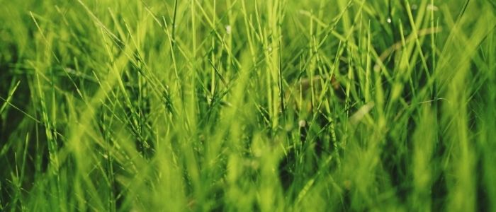 Identifying and Dealing with Lawn Insects