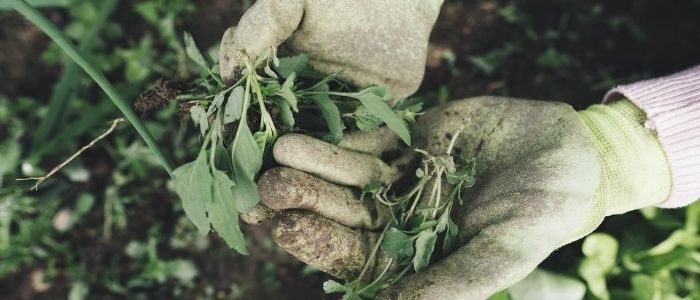 Getting Rid of Tough Weeds in San Augustine Lawns