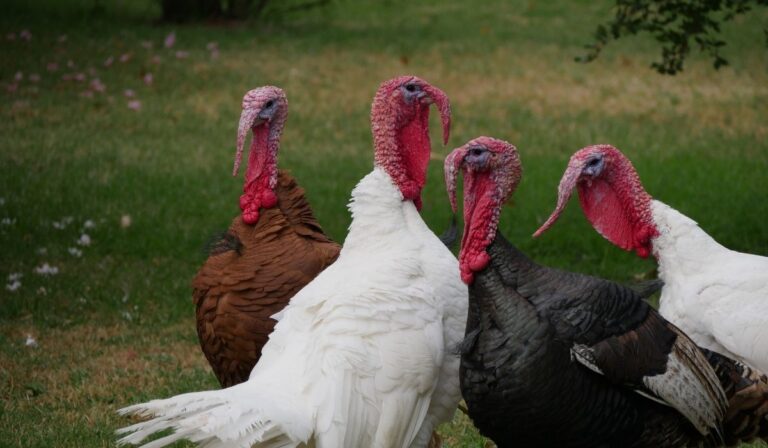 3 Tips to Prepare for Turkey Hunting Season