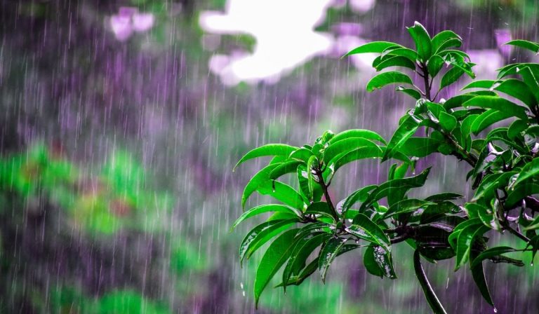 Wildfire Potential Reduced Statewide with Recent Rainfall