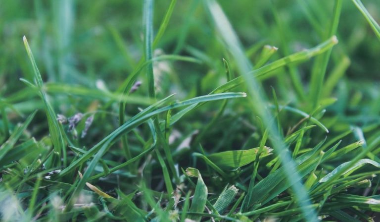 Lawn Care for the Fall