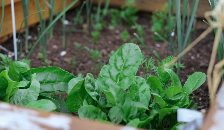 Cover Crops for Home Gardens and Fields