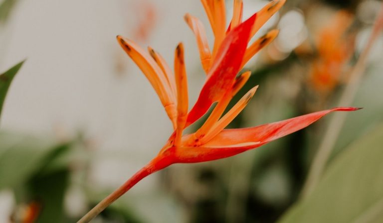 Time to Divide Bulbs and Perennials