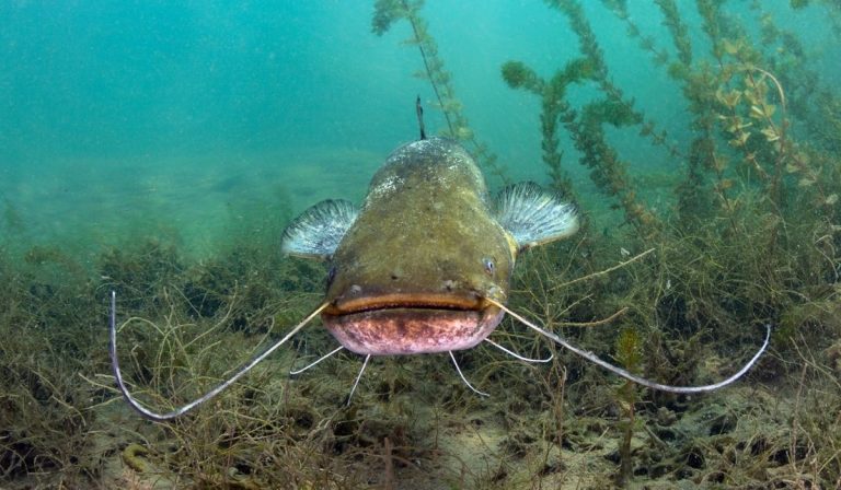 Raising Catfish in your Farm Pond