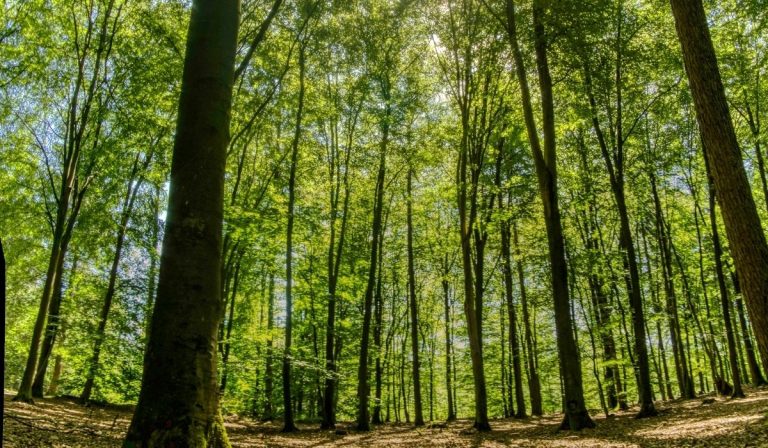 Texans Can Take Steps to Prevent the Spread of Oak Wilt Disease
