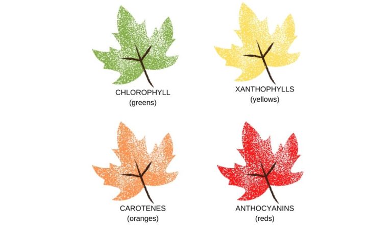 Fall Foliage – Explained