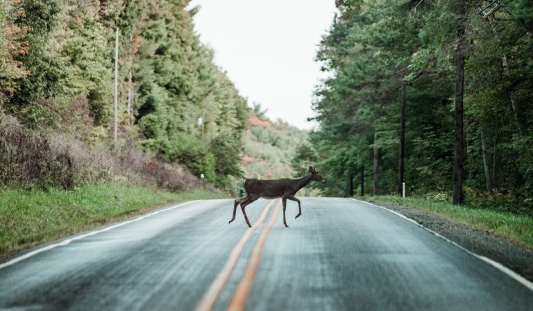 MOTORISTS SHOULD STAY ALERT FOR DEER