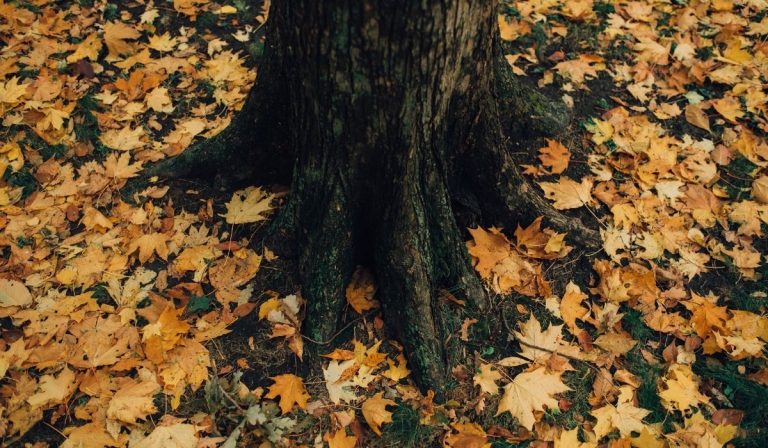 When to Use Fallen Leaves Around Your Landscape