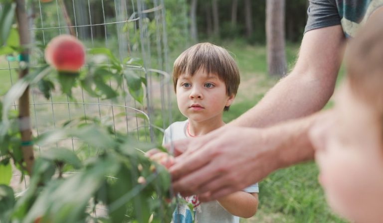 Backyard Peach Production