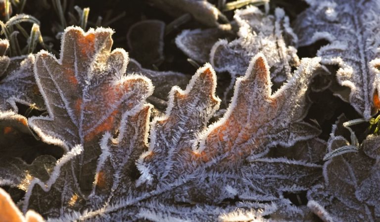 Governor Abbott Declares Power System Winterization, Related Funding As Emergency Items, Provides Update On Winter Weather Response